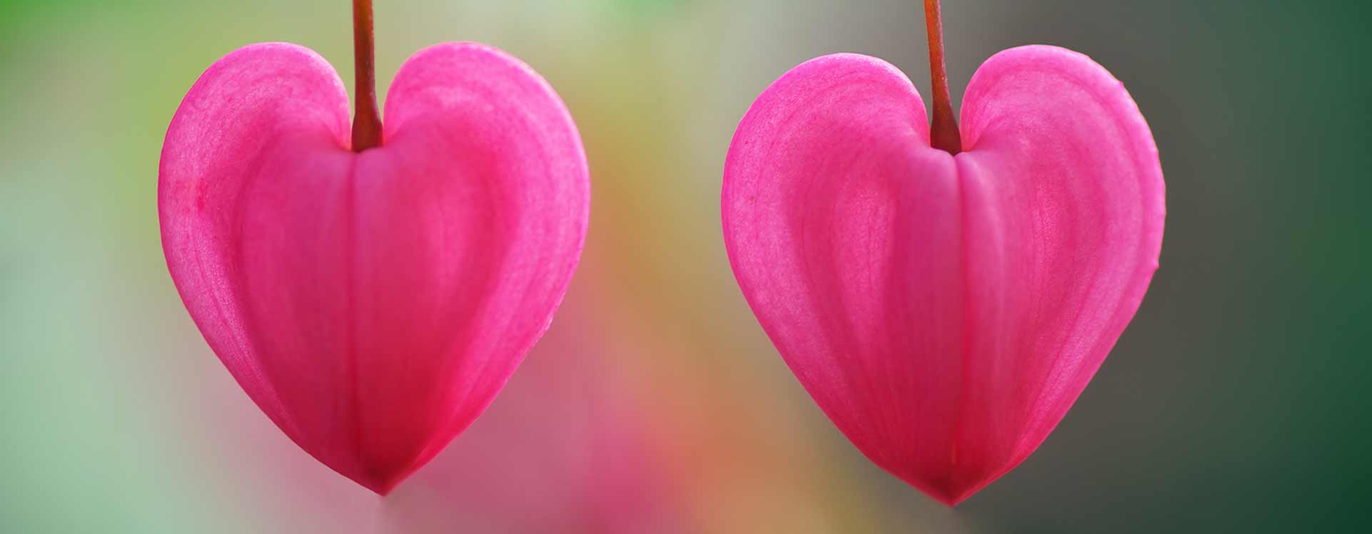 Hardscaping Services